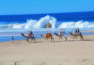 Cabo San Lucas Camel Ride and Encounter on Beach and Desert