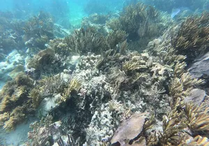 Snorkeling Adventure in Puerto Morelos Includes snack, Water and Round Trip.