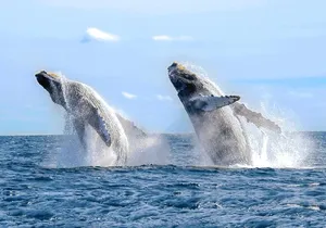 Whale Watching Experience