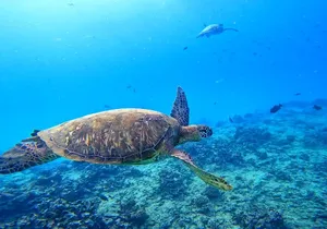 Deluxe Turtle Snorkeling Escapade at Waikiki
