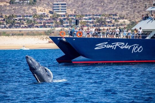 Cabo San Lucas Whale Watching Lunch Cruise