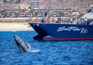 Cabo San Lucas Whale Watching Lunch Cruise