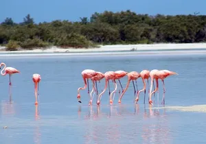 Private Rio Lagartos Flamingo and pink lakes