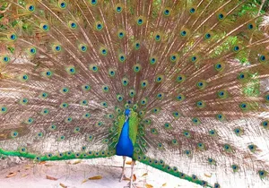 the Authentic Bahamian Culture experience