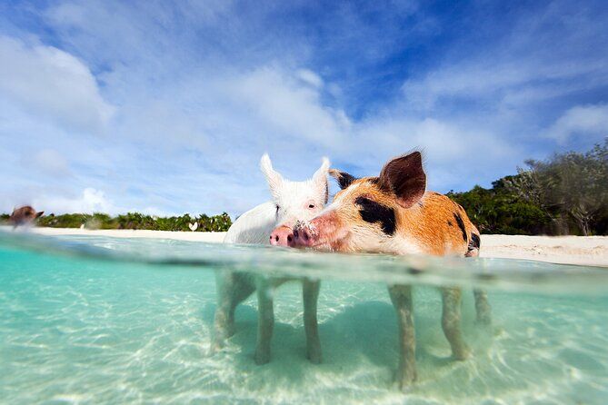 Nas: 3 islands Tour,snorkel, Turtles, pigs and lunch