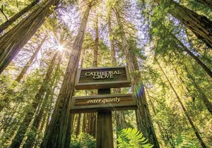 Muir Woods & Sausalito Tour + Hop-On Hop-Off Tour
