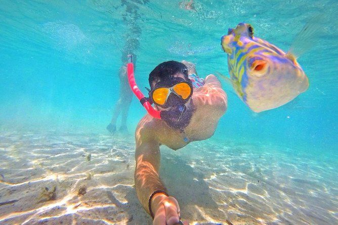 Bluefinn242 Half Day Snorkeling Tour in the Bahamas