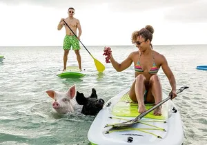 Swimming Pigs & ATV Tour