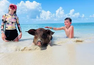 Perfect Day Swimming Pigs, Turtles, Reef Snorkel & Lunch