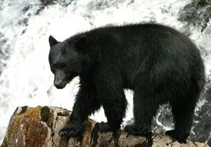 Alaskan Bear Encounter by Land & Sea