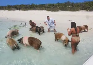 Swim with the Pigs and Explore Caves in Nassau