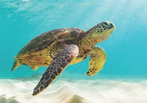 Powerboat and Snorkel Experience with Swimming Pigs and Turtles