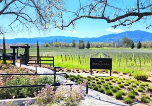 Sonoma and Napa Champagne Wine Private Tour Half Day