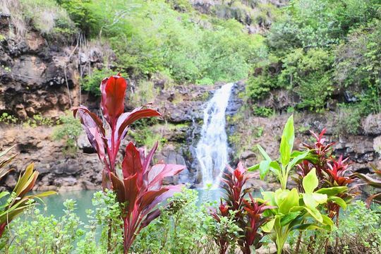 Waimea Valley Waterfall Swim & Dole Plantation Tour with Lunch