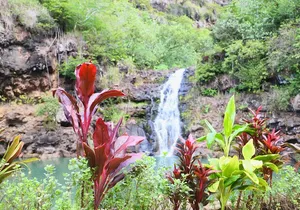 Waimea Valley Waterfall Swim & Dole Plantation Tour with Lunch