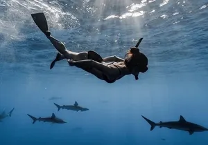 Open Water Shark Dive