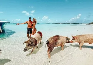 Exuma Swimming Pigs Full Day Boat Tour