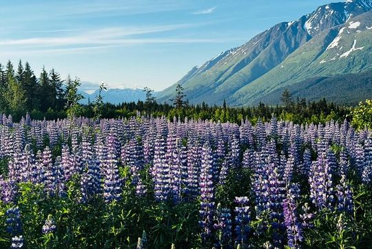 Seward to Anchorage transfer with National Park hike and AWCC