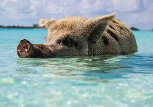 Swim with Pigs on a Tropical Island