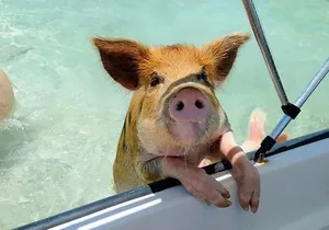 Nas: 3 islands Tour ,snorkel, Turtles, pigs and lunch