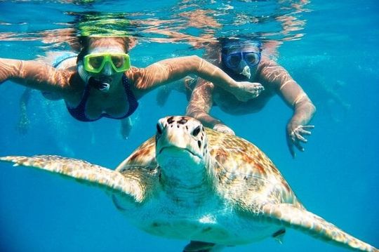 Snorkeling With The Turtles