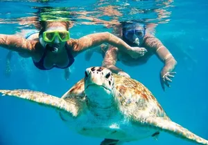 Snorkeling With The Turtles