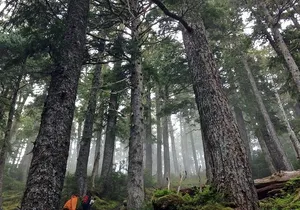 Guided Hike | TONGASS NATIONAL FOREST