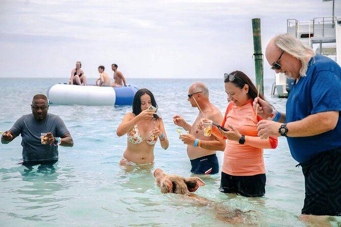Swimming Pigs Of Rose Island Water Taxi & Turtle Viewing Nassau