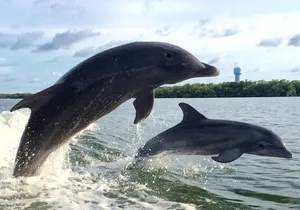 2 HR Dolphin Tour for 7 people