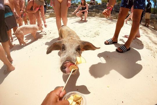Full-Day Luxury Private Rose Island Pigs and Turtles Excursion