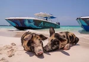 Bahamas Adventure: Pigs, Reef, Turtles, and Beach with Lunch