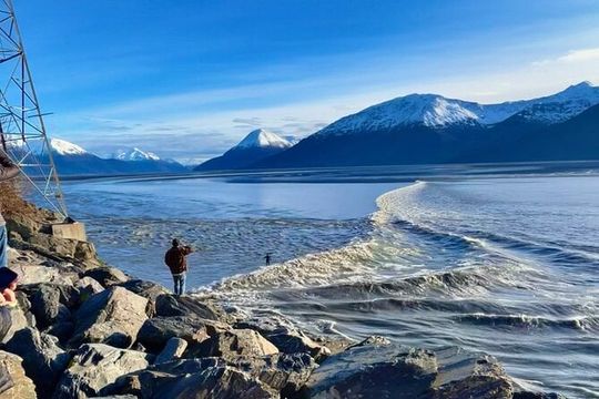 Ultimate Anchorage Summer Wildlife Tour