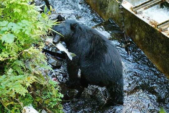 Traitors Cove Bear Viewing in Ketchikan, Alaska