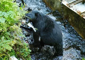 Traitors Cove Bear Viewing in Ketchikan, Alaska