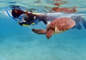 Snorkel/Swim with the Turtles Experience