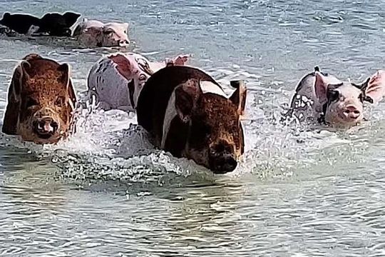 Swim with the Pigs / West End Experience