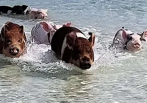 Swim with the Pigs / West End Experience