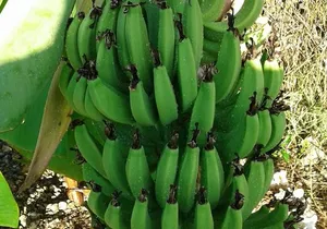 Mamma Gal Native Experience