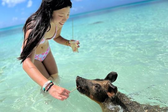 Bahamas Swimming Pigs Experience on Rose Island