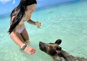 Bahamas Swimming Pigs Experience on Rose Island