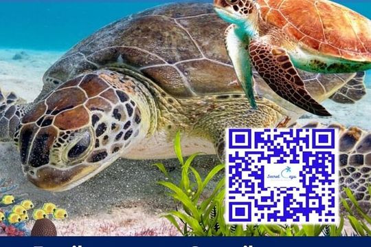 Private Charter for snorkeling, swimming pigs, turtles & fishing....