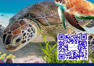 Private Charter for snorkeling, swimming pigs, turtles & fishing....