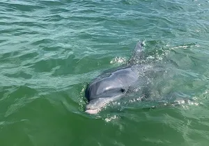 Private Dolphin & Sightseeing Boat Day Tour
