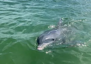 Private Dolphin & Sightseeing Boat Day Tour