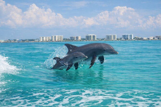 Destin Dolphin Cruise