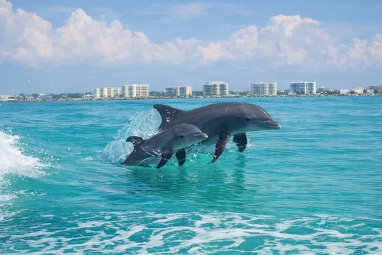 Destin Dolphin Cruise