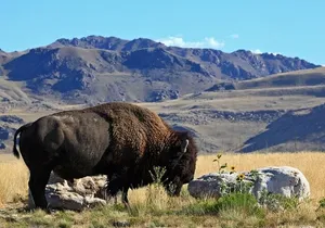 Great Salt Lake and Antelope Island Day Tour