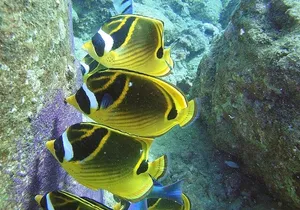 2-Hour Snorkeling Adventure in Kauai
