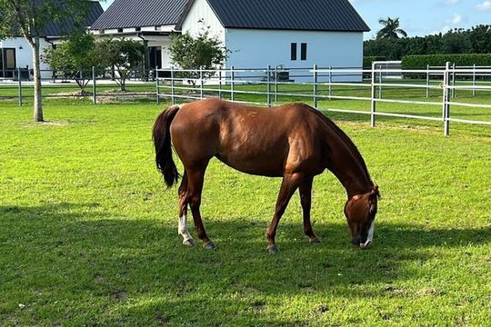 Horse Riding in Miami's Countryside
