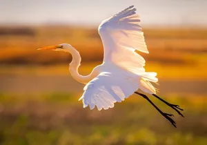 Sunset Dolphin Eco Tour